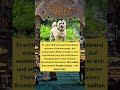 Ein wahrer Held: 11-Jähriger rettet zwei Leben an einem Tag! ❤️💪 #shorts #helden #mut #inspiration