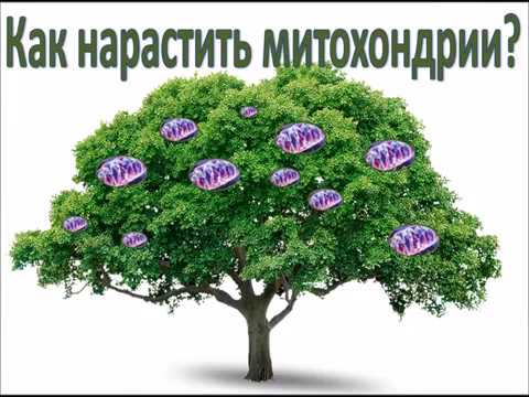 КАК НАРАСТИТЬ МИТОХОНДРИИ