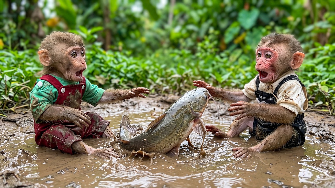 Monkey Moon and Bon Discovered Fish in a Filthy Pond - Now Dad Must Catch Them!