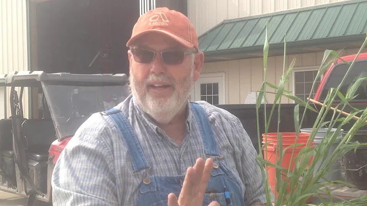 Jim McClung Wheat