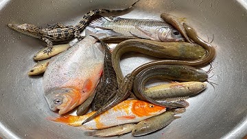 Kem Chanel đổ dọ khổng lồ được cá trê, lươn, con cua to, cá rô. Chao được cá chim, cá chép. Part 103