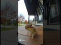 Chipmunk blown away💨💨#funny #viral #memes #relatable
