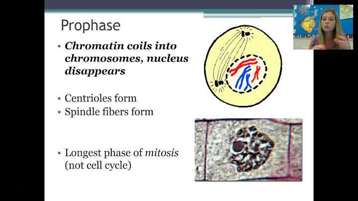 The Mitosis Cell Cycle and Cancer
