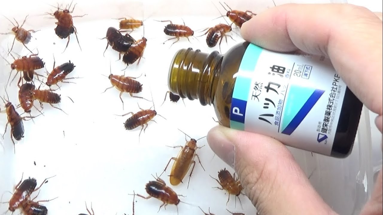 大量のゴキブリの中にアロマオイルを一滴垂らしたら衝撃の結果に Youtube