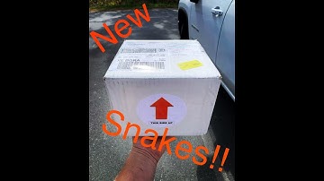 Start a ball python breeding business with me - Video 2 (Initial Investment, Snake unboxing)