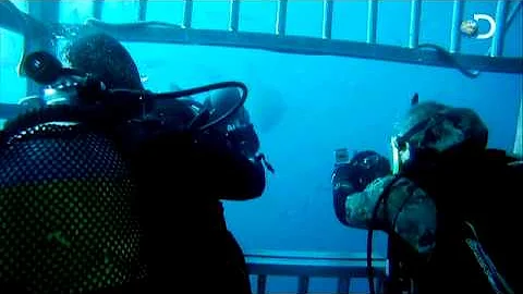 Shark Week - How Sharks Hunt | Surviving Great Whites