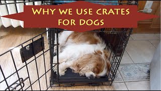 Why We Use Crates For Dogs