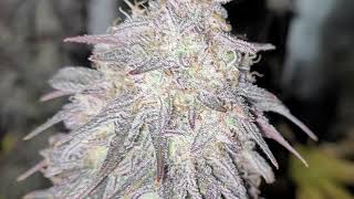 week 9 flower update