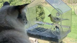 Bird Realizes that Cat Can't Get It by Simon the Siamese Cat 5,352 views 1 year ago 1 minute, 5 seconds