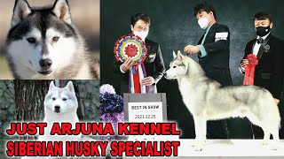 JUST ARJUNA KENNEL  SIBERIAN HUSKY SPECIALIST