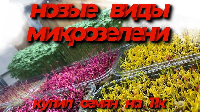 Приобретение семян микрозелени на 11к рублей: Новые культуры для бизнеса!