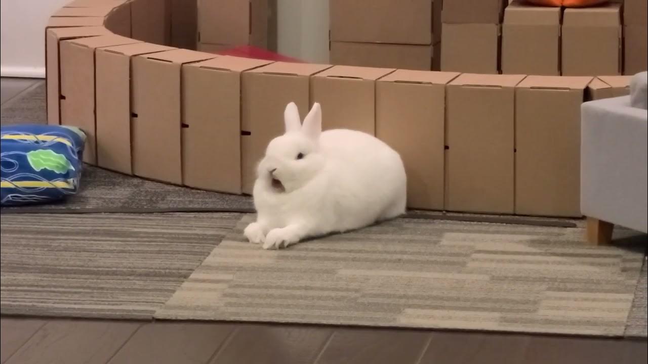 cute bunny yawning YouTube
