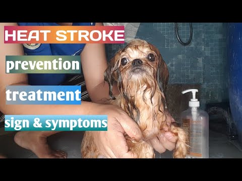 Sign when a dog has heat stroke,| prevention to avoid dogs heat stroke (TAGLOG)