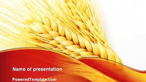 Wheat Harvest PowerPoint Template by PoweredTemplate.com