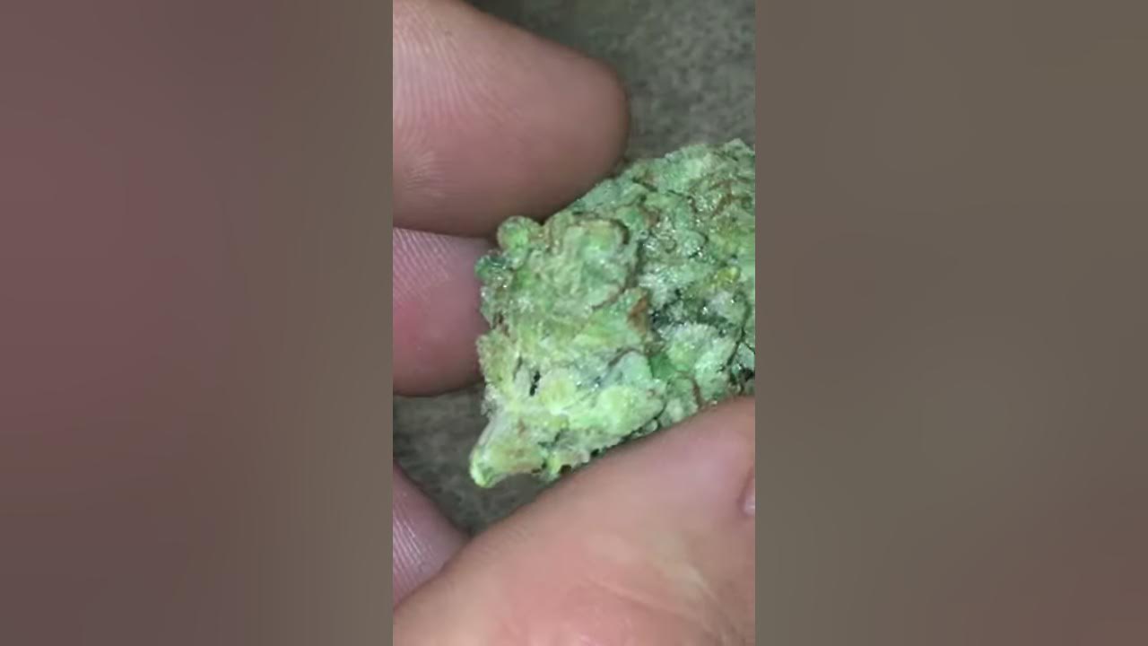 Seed junky Zkittlez X Kush Mints 1 YouTube