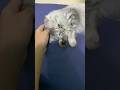 Watch this Adorable cat reaction 😍 #shorts