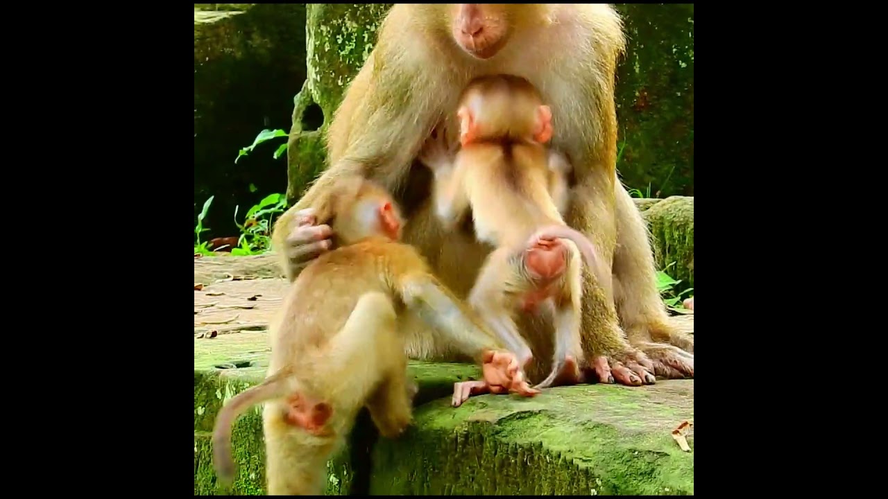 Luno cried for milk from Luna, but Luna refused.