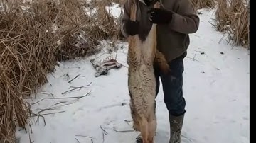 Part 2-Trapping Coyotes with Doug and Neal