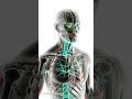 Brahmi Explained Inside the Human Body #Brahmi #BrainHealth #Ayurveda #MedicalCGI