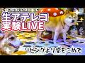 【放送事故覚悟】柴犬スティーブ家リビングより愛をこめて
