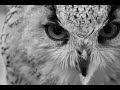 Owl sounds  owl sound effects  owl singing  owl calls  owl noises  nature sounds  no music