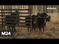 "Специальный  репортаж": "животный приговор" - Москва 24