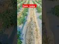 tomato farming #farming #agriculture