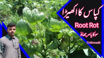 Root rot and Cotton wilt