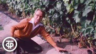 Виноград в Подмосковье. Наш сад (1984)