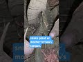 Snake plant or mother-in-law toungh