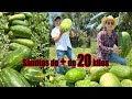 Huerta de SANDÍAS GIGANTES | Variedad Scarlett, Estrella y 800 | Cuánto invertir