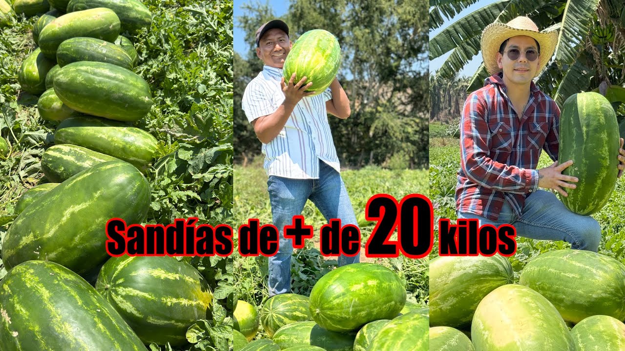 Huerta de SANDÍAS GIGANTES | Variedad Scarlett, Estrella y 800 | Cuánto