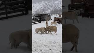 Kır Kışlasında Kış