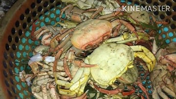 Cua đá, ếch rừng, cá suối rừng đặc sản rừng núi(mountain specialties)#freesky