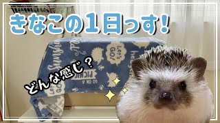 【ハリネズミ】きなこの1日っす