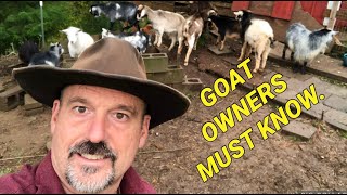 Raising goats basics: 10 things you need to understand before getting goats.
