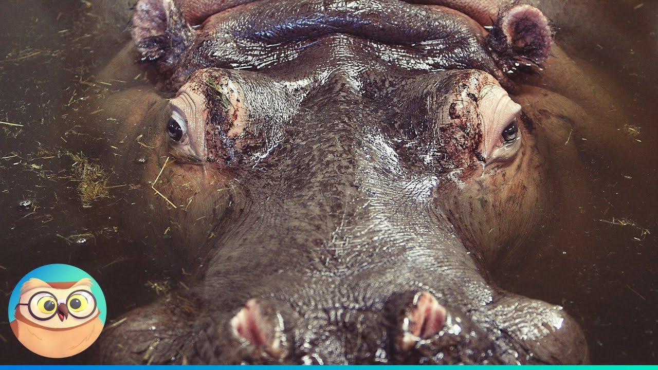 poisonous animals in portugal Top 10 Deadliest Animals