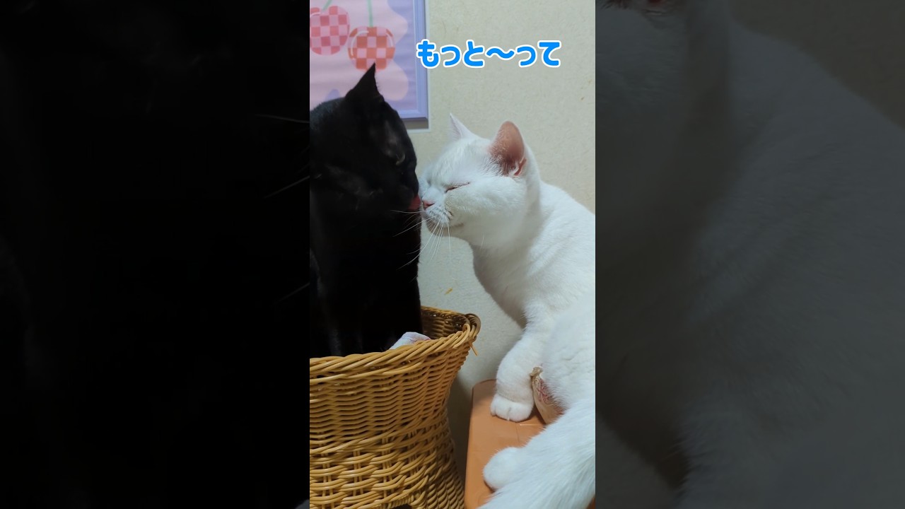 たまの玉手箱 2026年08月30日