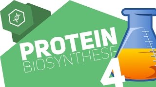 Was ist die Gensonne?! - Proteinbiosynthese Teil 4