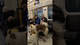 Dog Gets Pets From Commuters Inside London Train