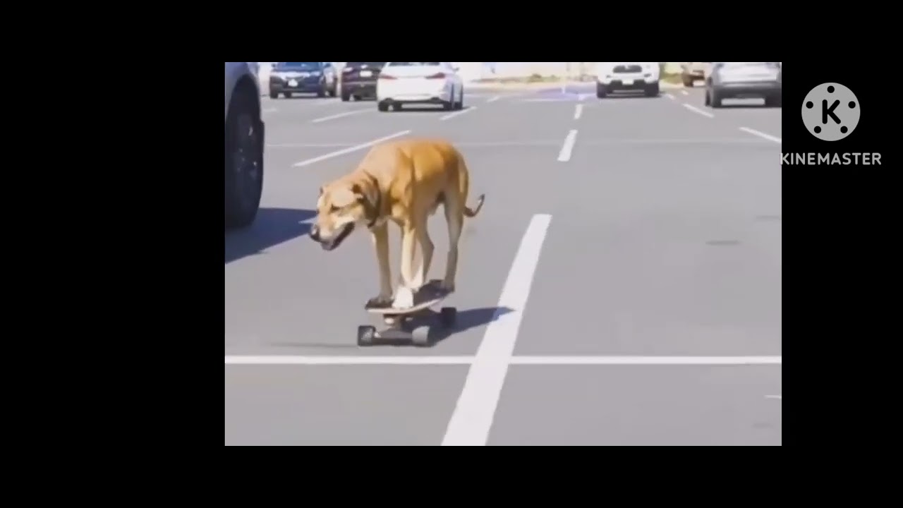 funny videos । watch full video editing funny videos । watch full video editing YouTube