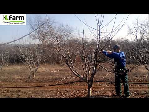 Κλάδεμα κερασιάς - Cherry tree pruning