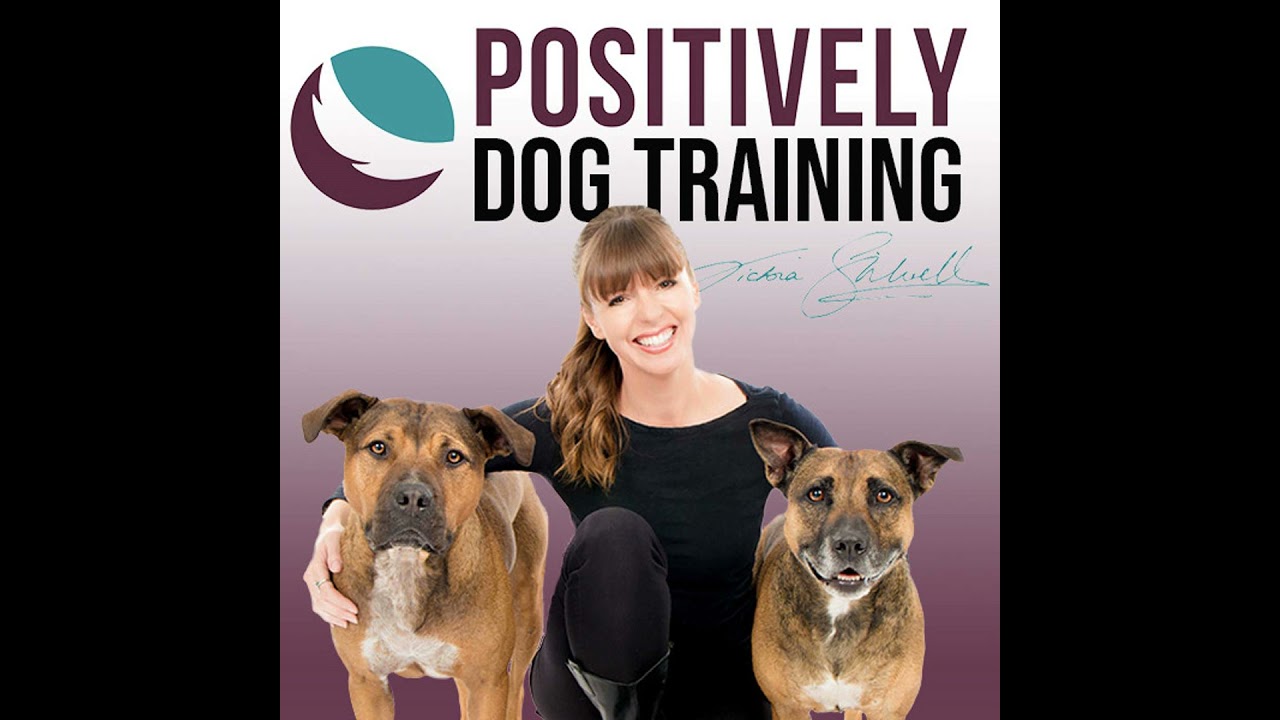 Training Holidays & Spicy Dogs: Adam Daines Brings the Fun