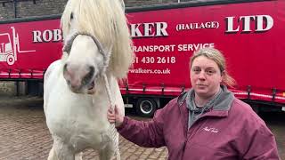 Big news for Sapphire our Shire horse!