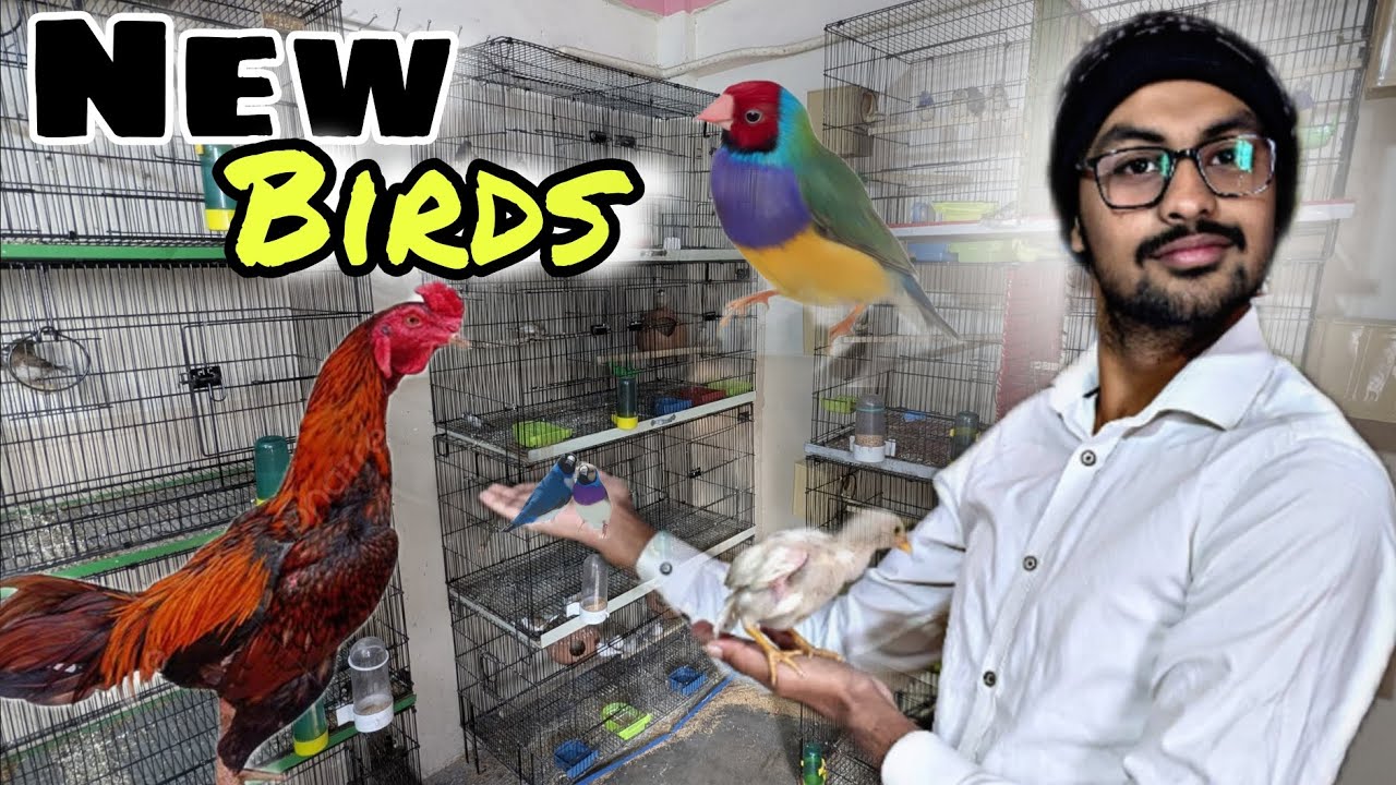 My new birds and pets vlog 