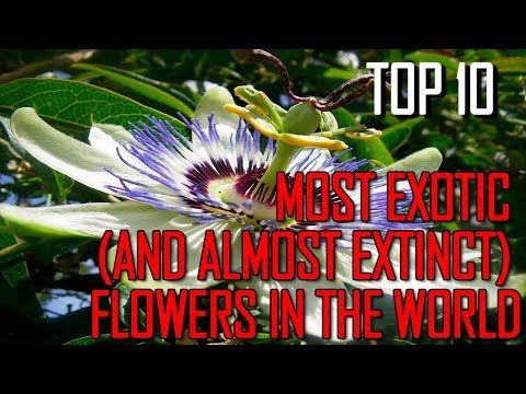 Top 10 Most Exotic and Almost Extinct Flowers - TTC