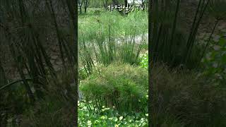 수생식물 종류🍃 연못에 심기 좋은 식물 (물칸나, 시페루스, 물토란, 물수선화, 파피루스, 부레옥잠, 연꽃...) #Shorts