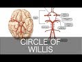 How to Draw the Circle of Willis