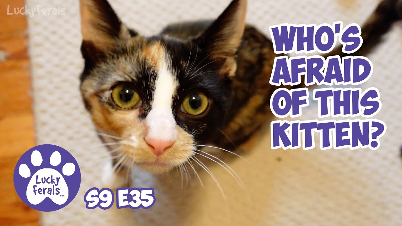 Симба навестил котенка, новые миски и лоток - Спасение котенка - Видеоблог Lucky Ferals Cat, 9 се...