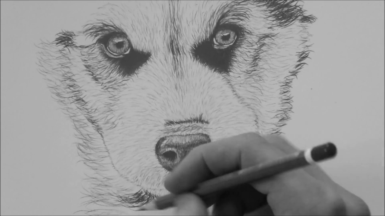 Featured image of post How To Draw A Husky Face Step By Step - Use light, smooth strokes to begin.